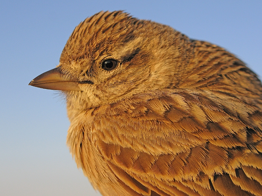 Greater Short-toed Lark, Sundre 20120524